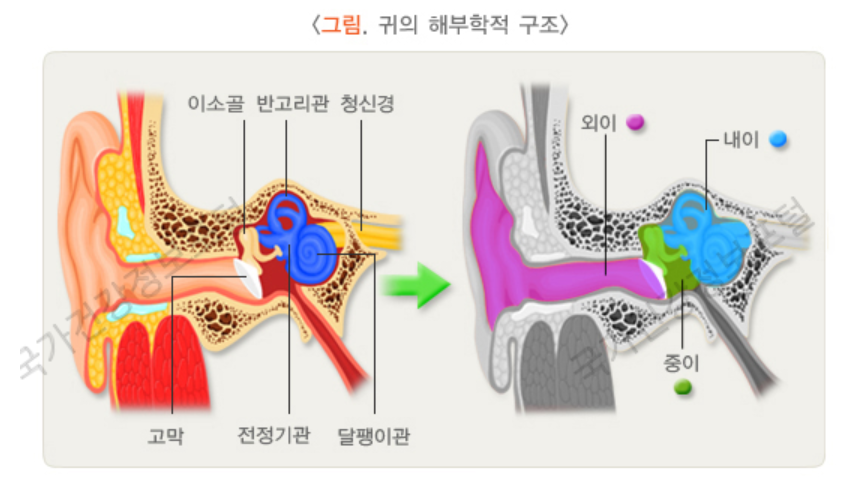 감기귀먹먹-중이염